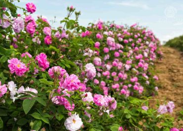 A picturesque countryside scene with a vast field of pink roses, creating a serene and beautiful landscape